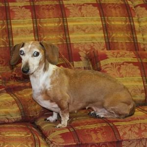 Meet your Posher, Lacy